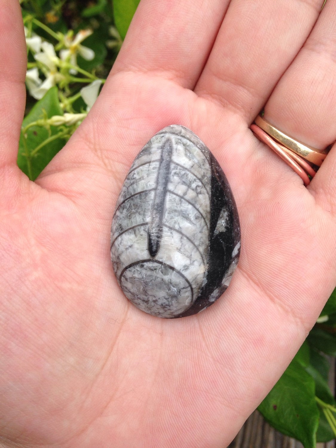 Polished Orthoceras fossil (1 Piece)