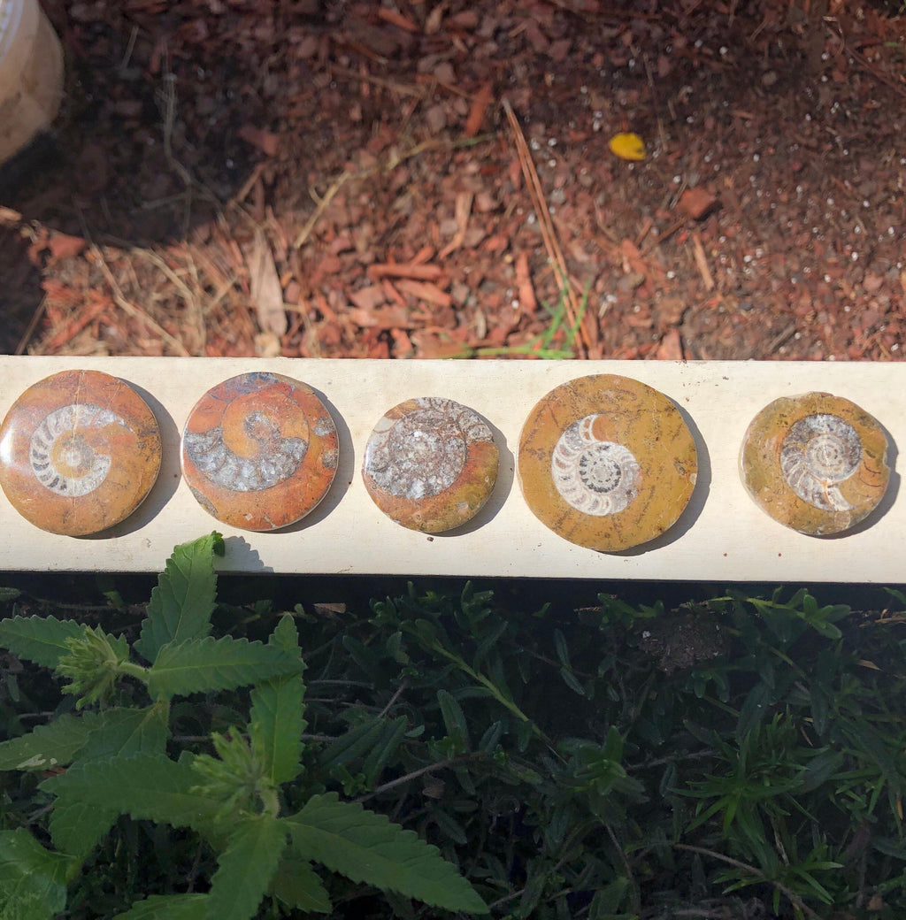 Ammonite Fossil Pocket Stone Cabochon