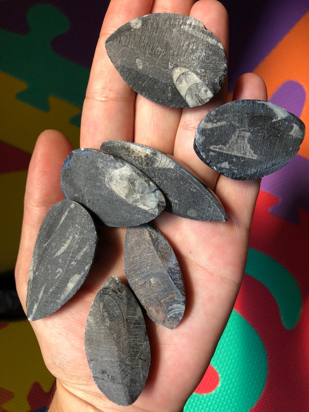Polished Orthoceras fossil (1 Piece)