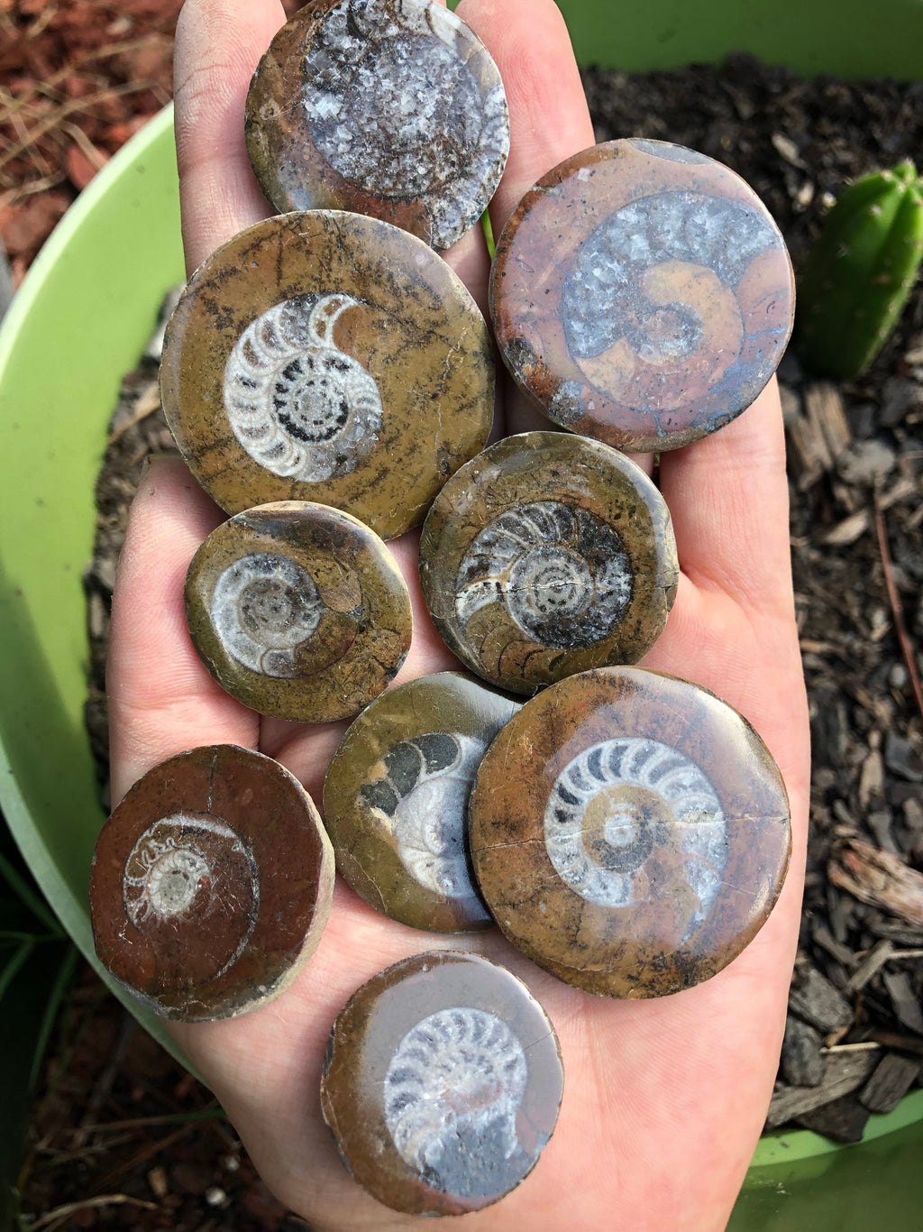 Ammonite Fossil Pocket Stone Cabochon