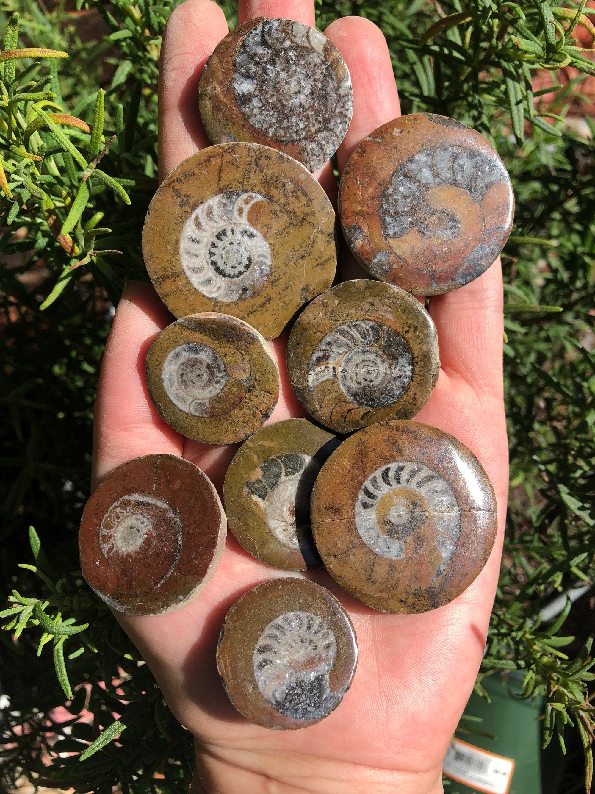 Ammonite Fossil Pocket Stone Cabochon
