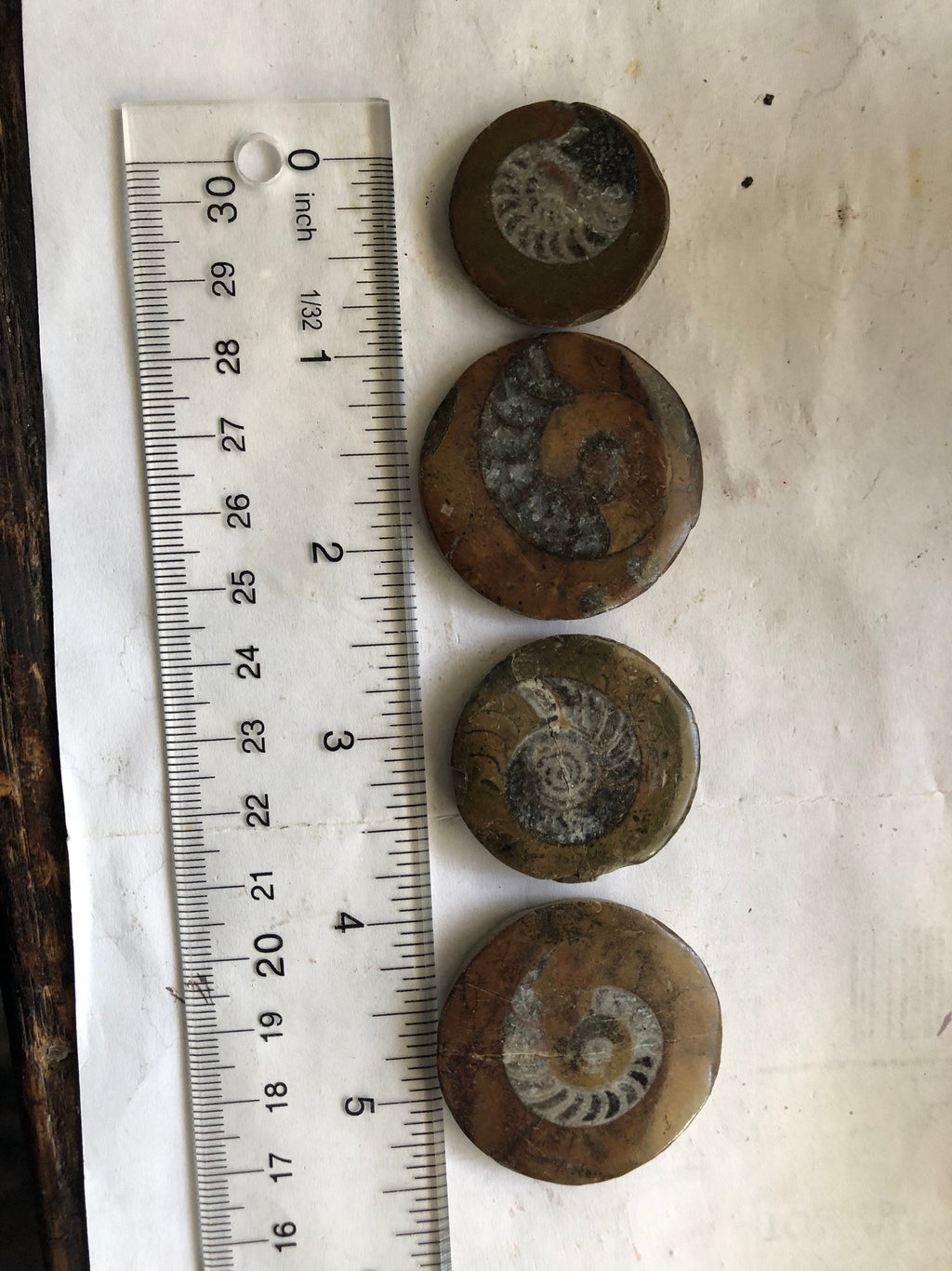 Ammonite Fossil Pocket Stone Cabochon