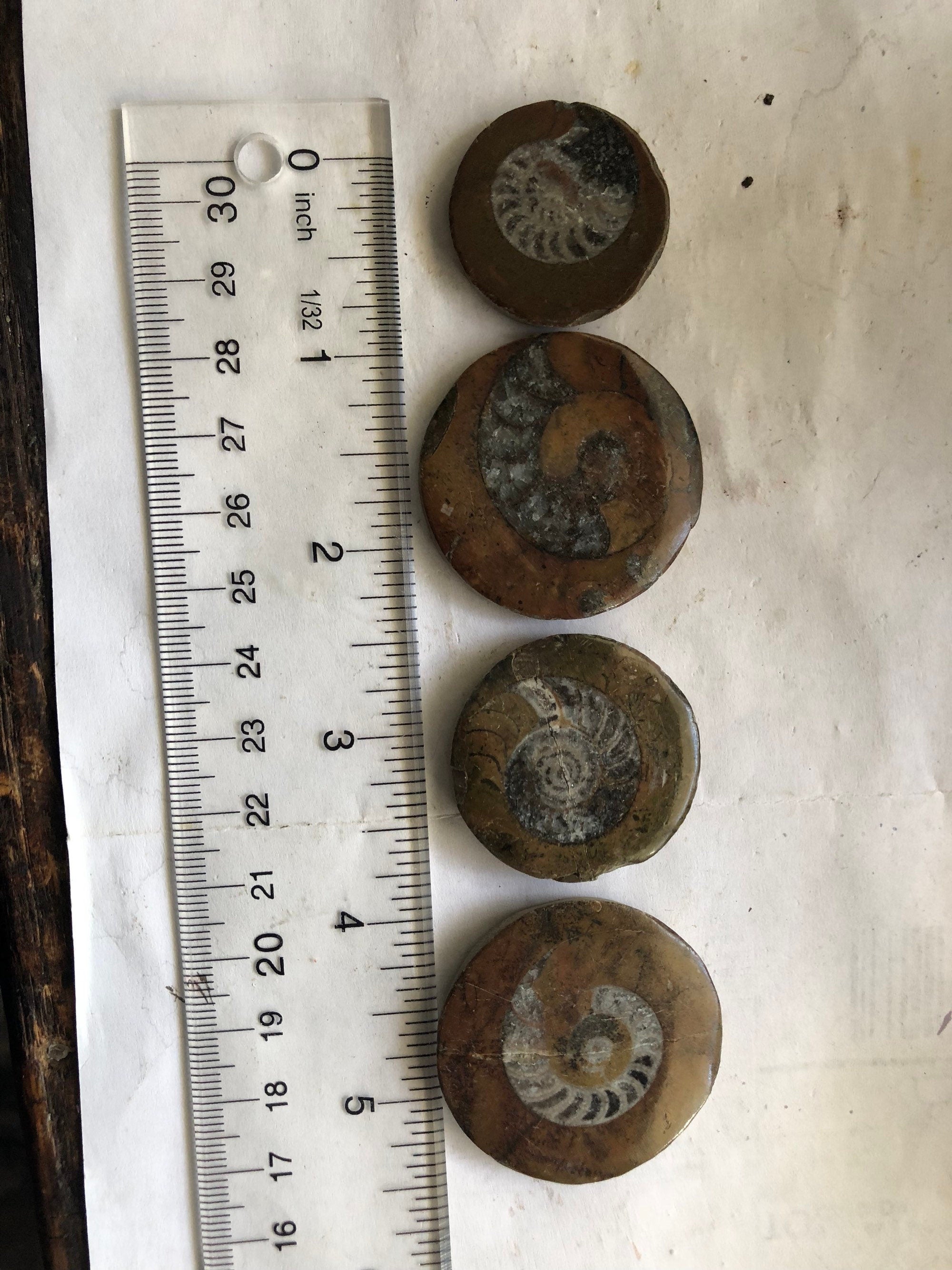 Ammonite Fossil Pocket Stone Cabochon