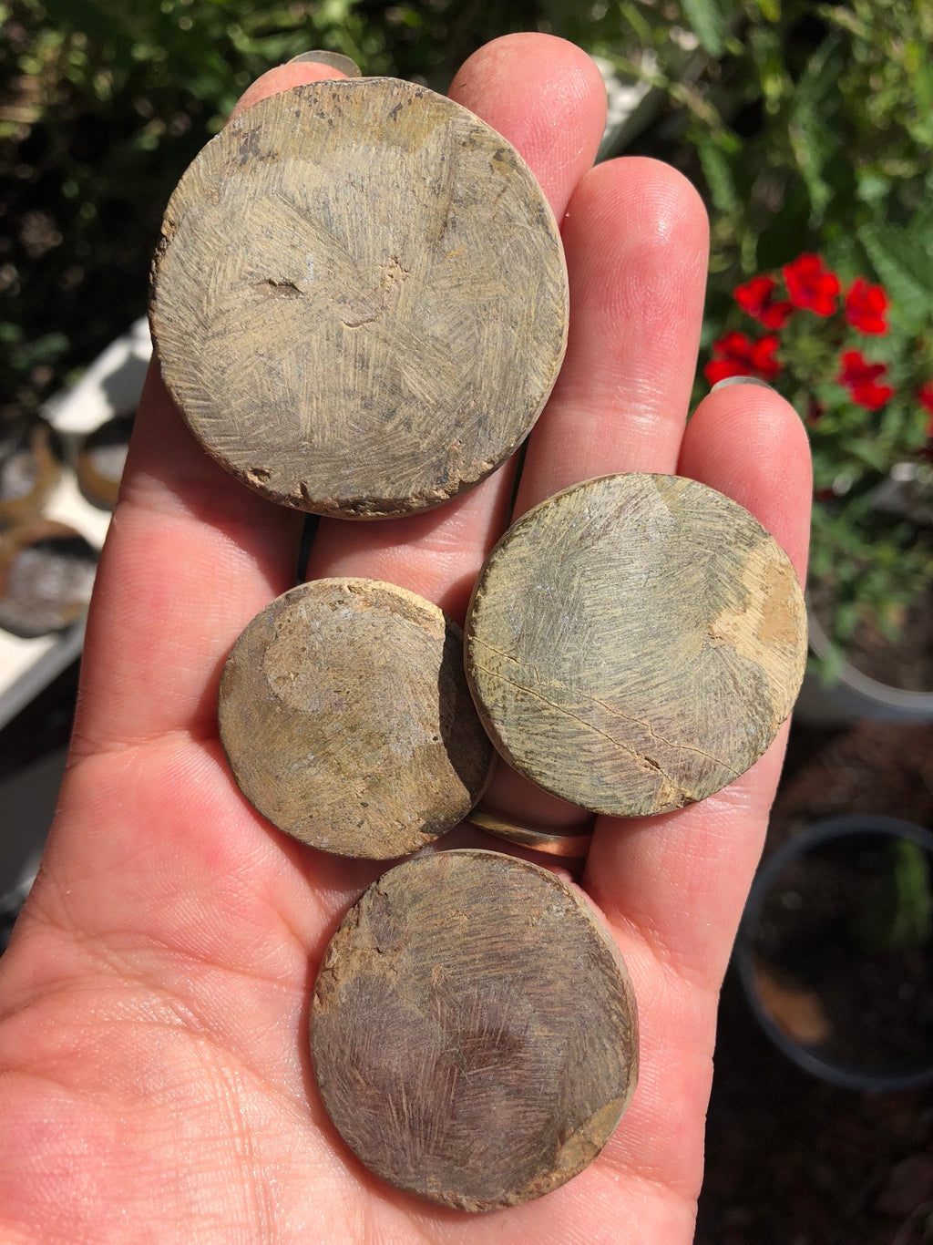 Ammonite Fossil Pocket Stone Cabochon