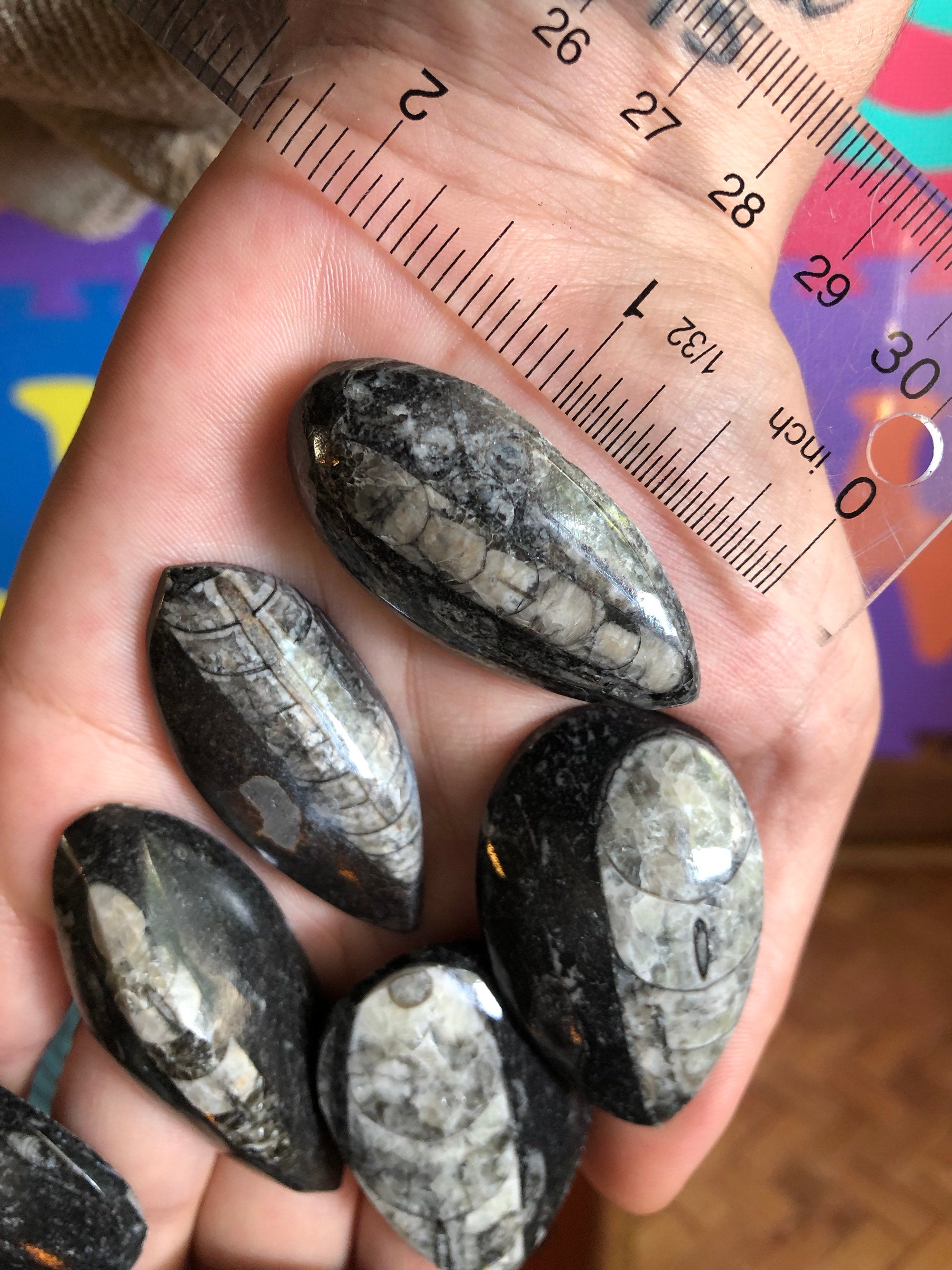 Polished Orthoceras fossil (1 Piece)