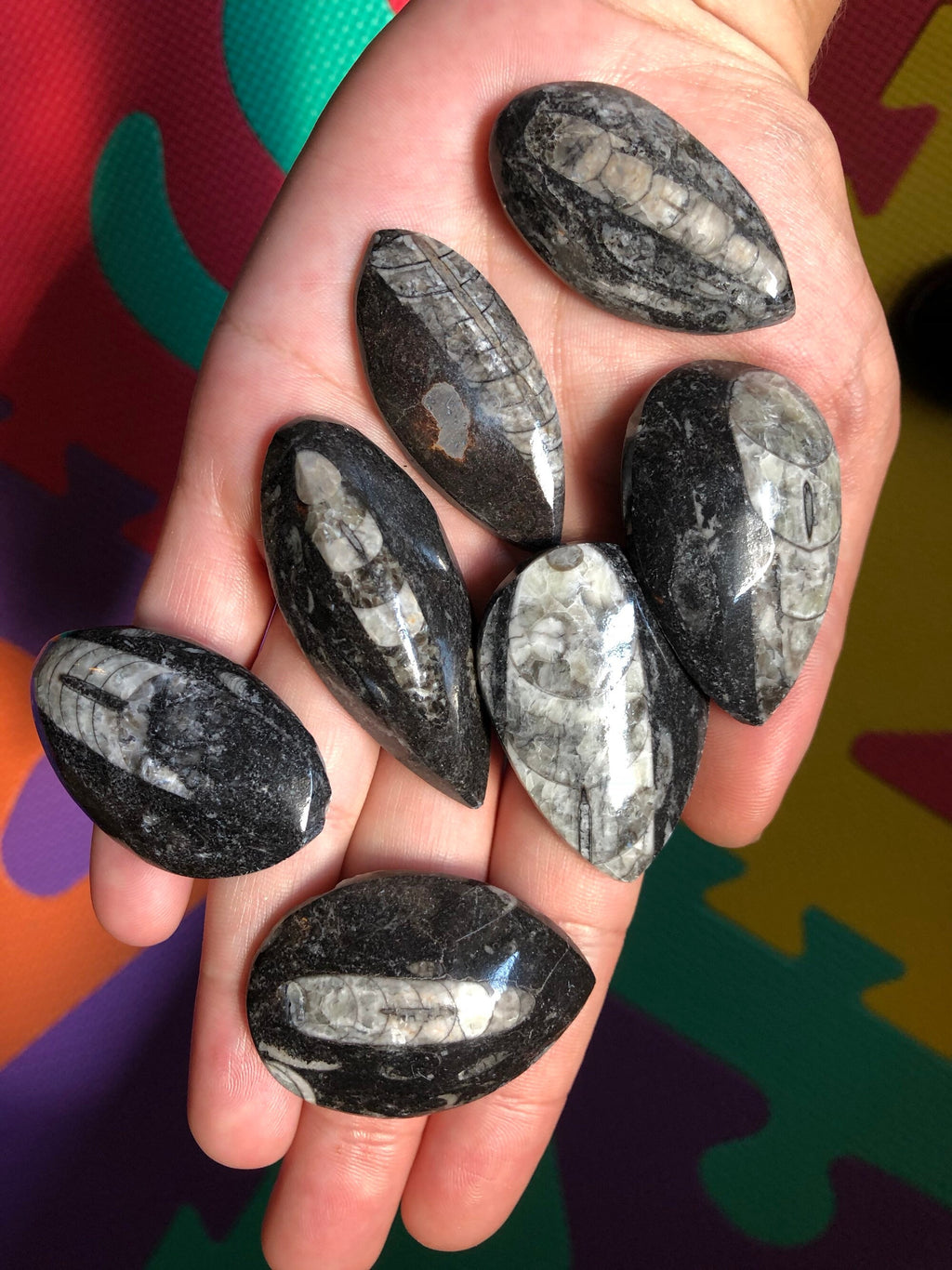 Polished Orthoceras fossil (1 Piece)
