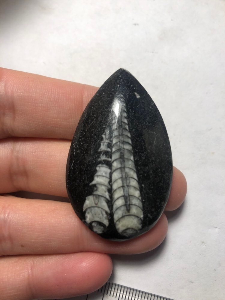 Polished Orthoceras fossil (1 Piece)