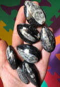 Polished Orthoceras fossil (1 Piece)