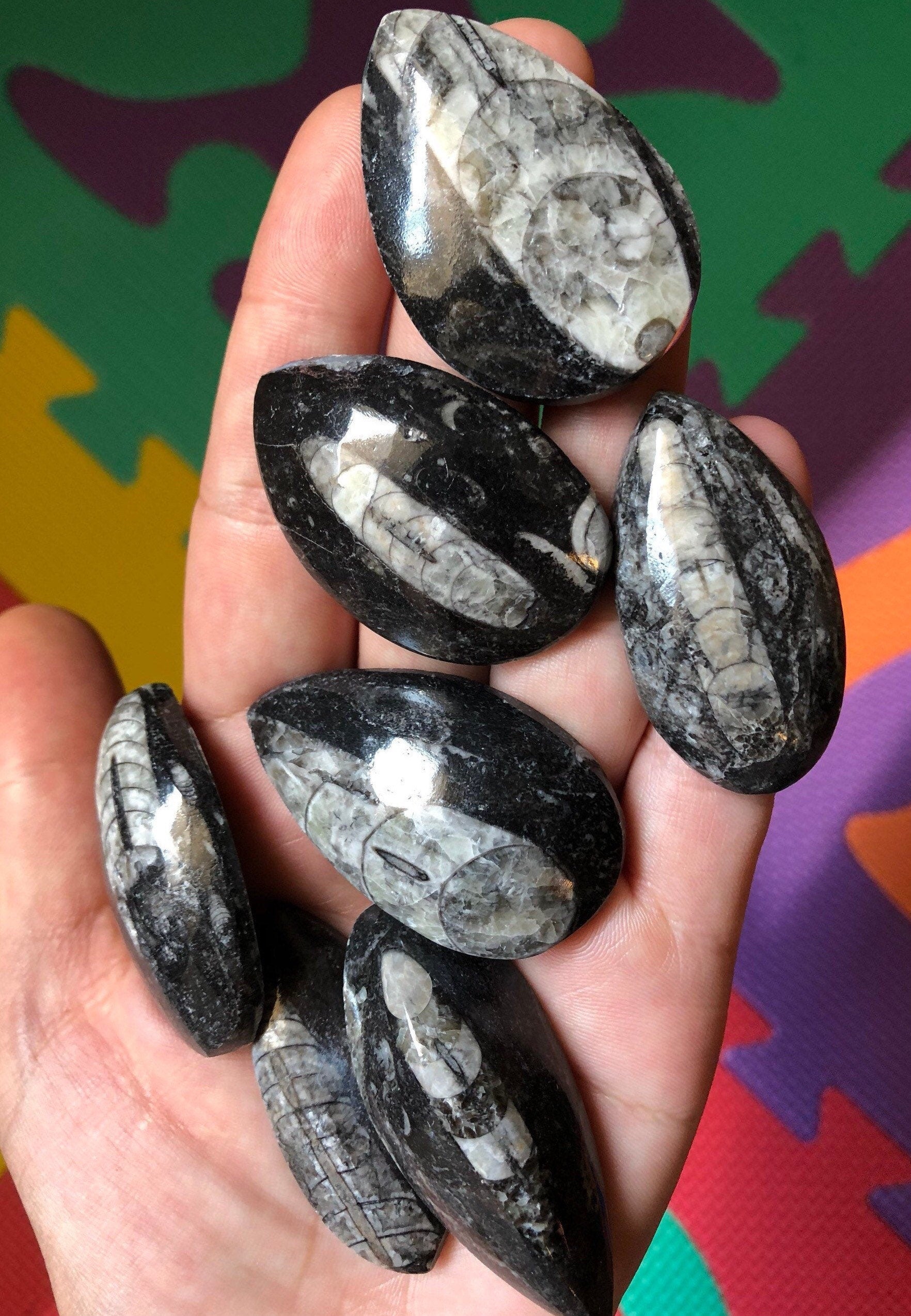 Polished Orthoceras fossil (1 Piece)