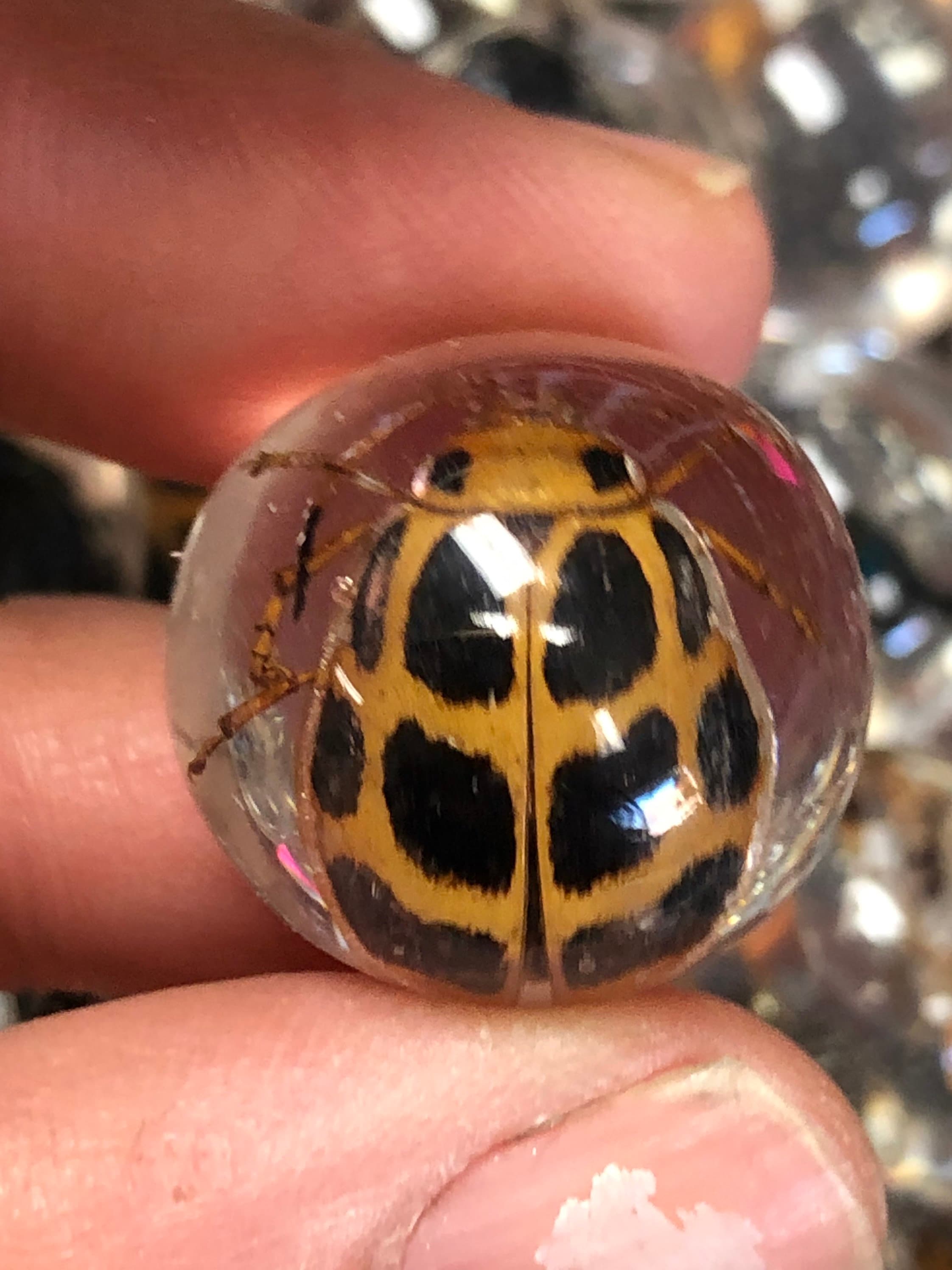 Resin Marble Real Bug/Scorpion