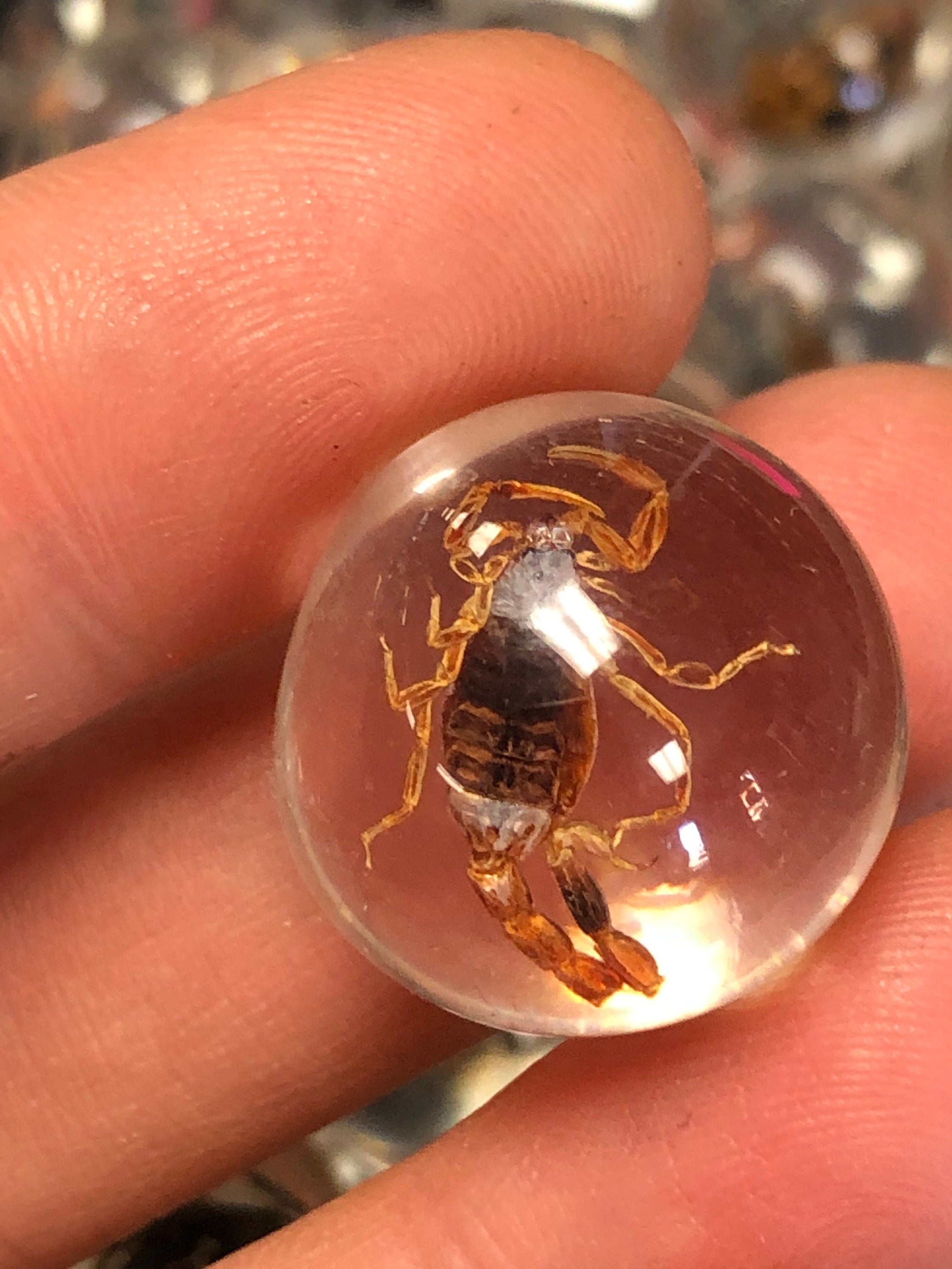 Resin Marble Real Bug/Scorpion