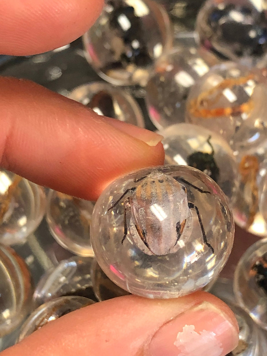 Resin Marble Real Bug/Scorpion