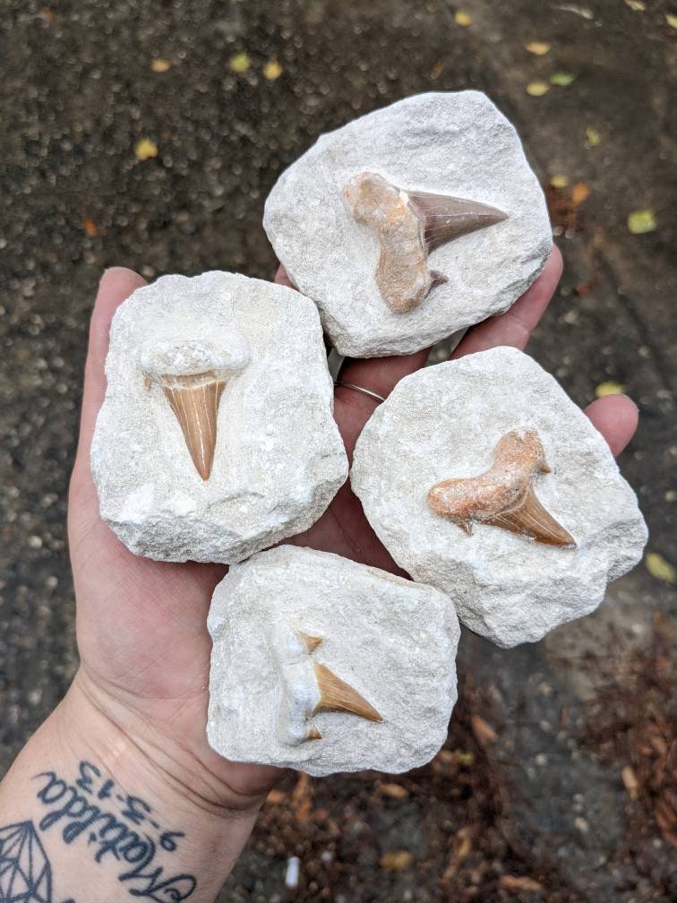 Shark Tooth in Matrix