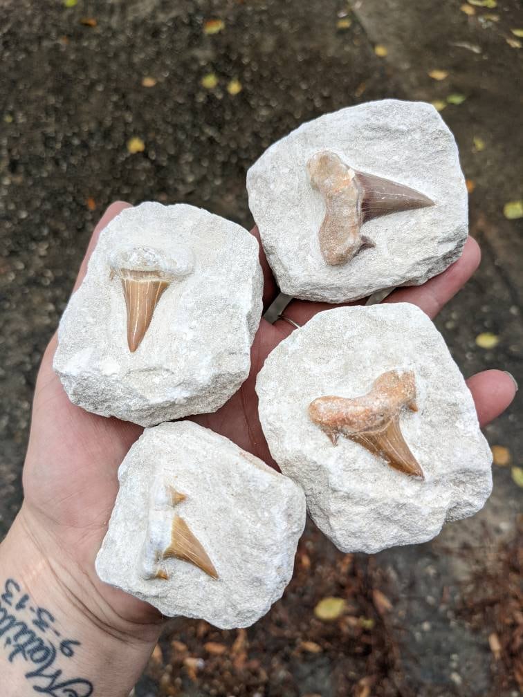 Shark Tooth in Matrix