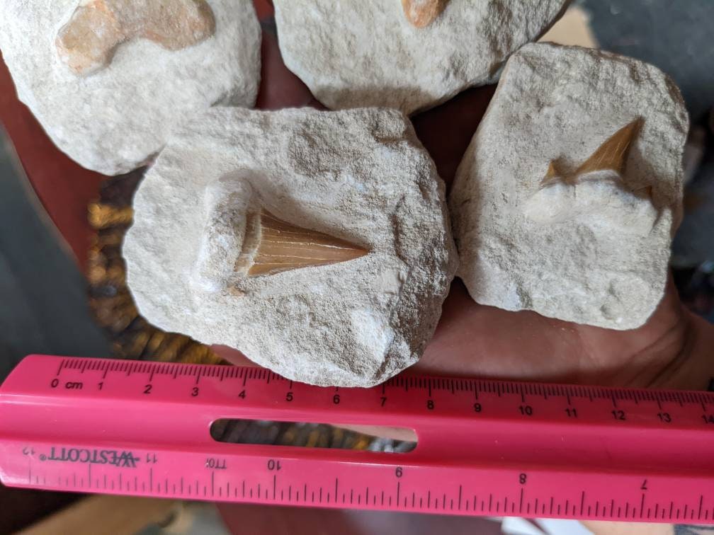 Shark Tooth in Matrix