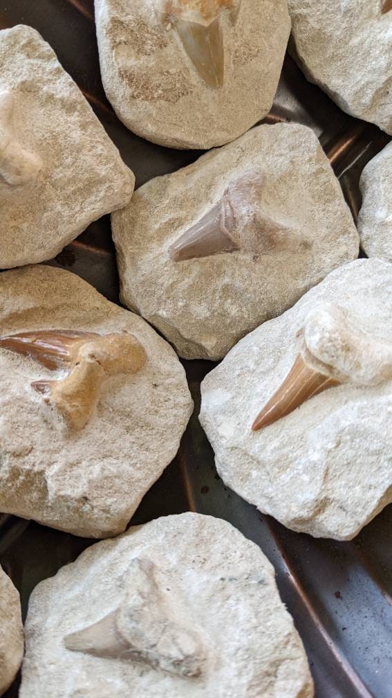 Shark Tooth in Matrix