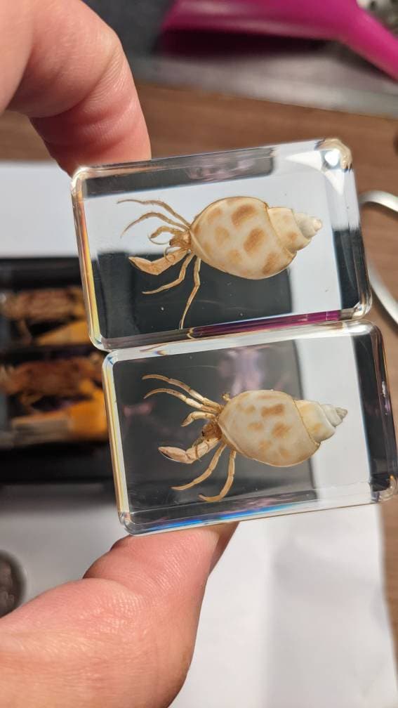 Crab Curiosity - Crabs Preserved in Resin