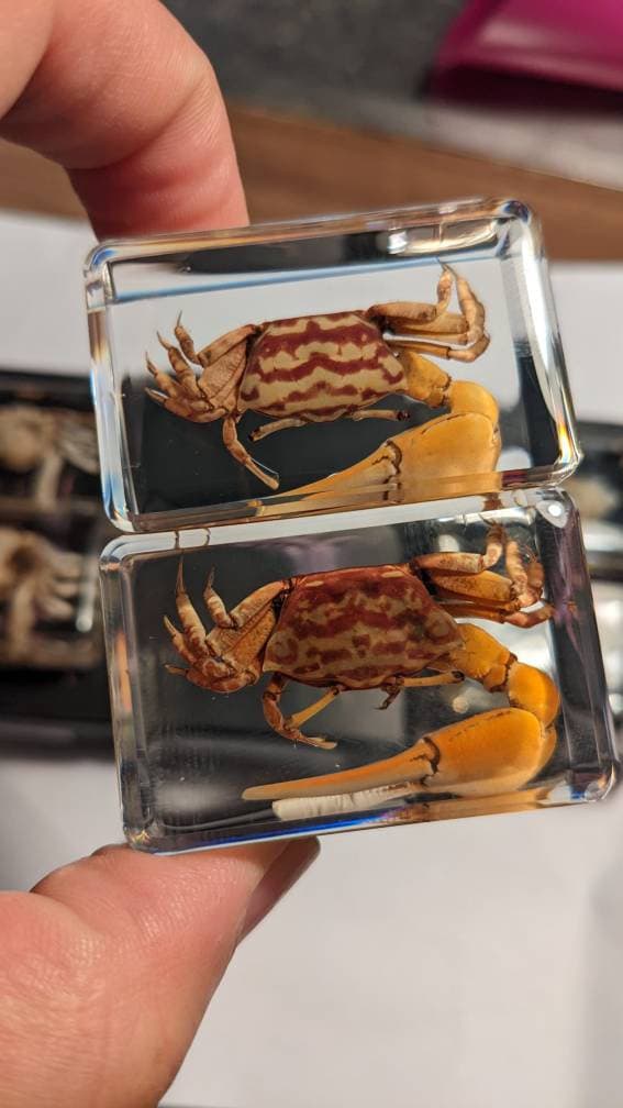 Crab Curiosity - Crabs Preserved in Resin