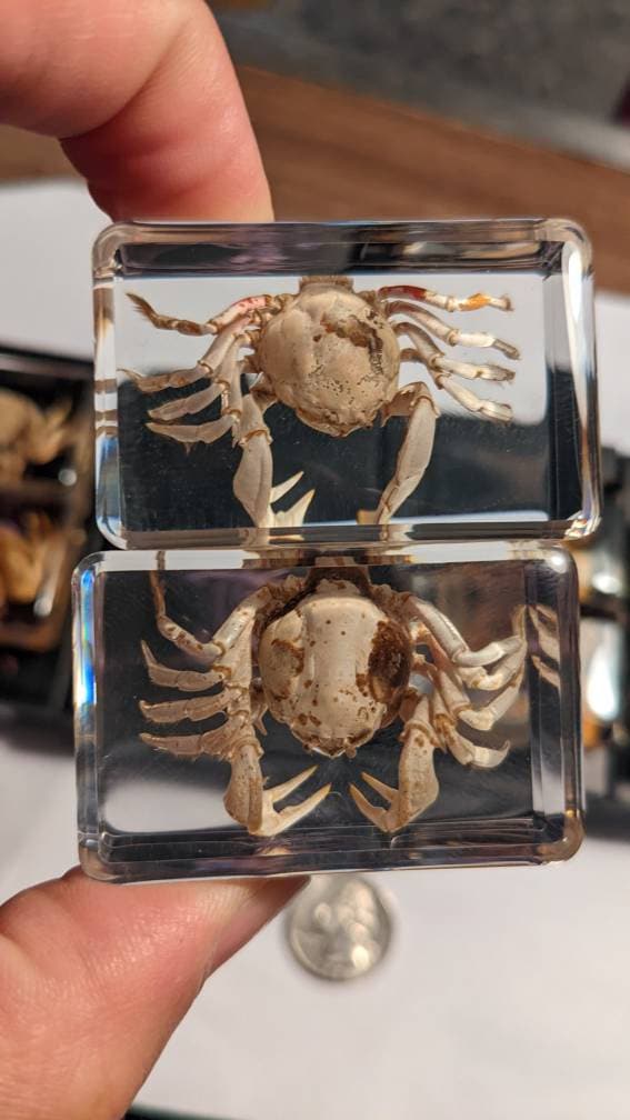 Crab Curiosity - Crabs Preserved in Resin
