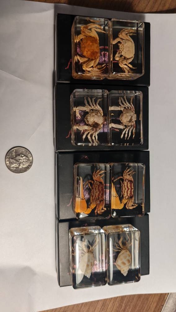 Crab Curiosity - Crabs Preserved in Resin