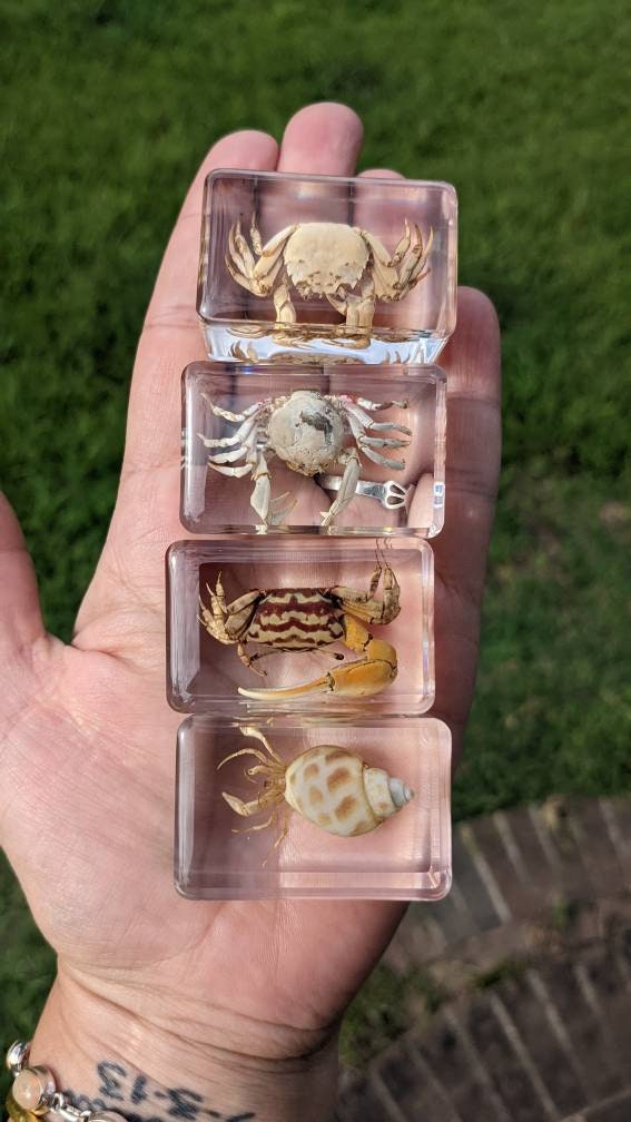 Crab Curiosity - Crabs Preserved in Resin