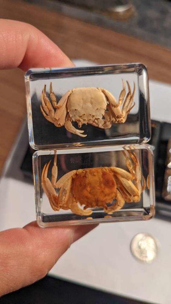 Crab Curiosity - Crabs Preserved in Resin