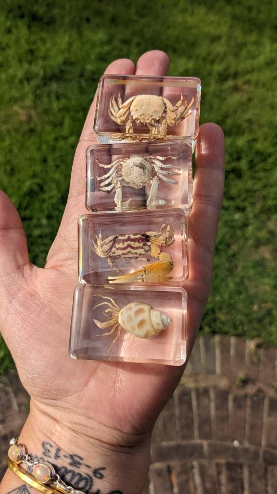 Crab Curiosity - Crabs Preserved in Resin