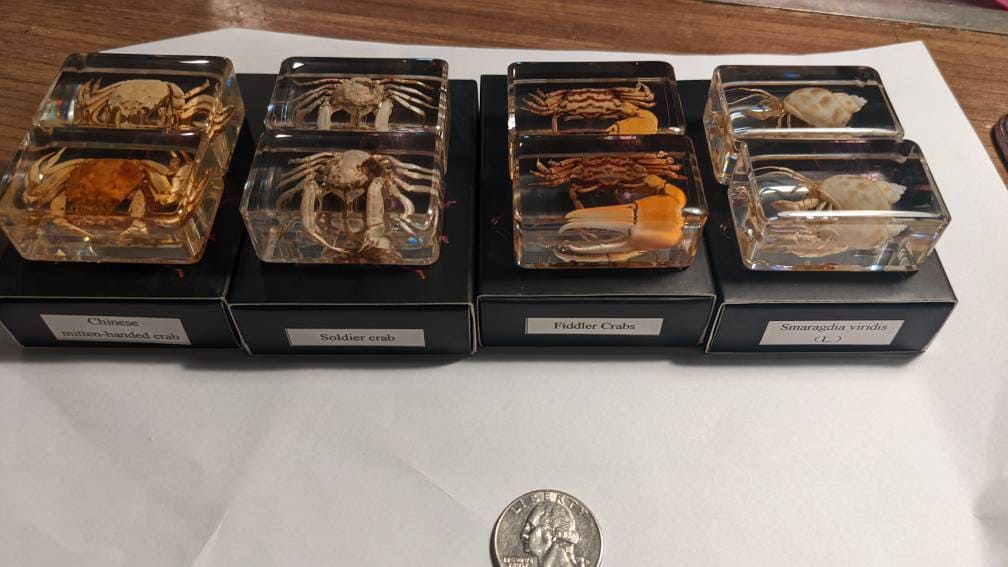Crab Curiosity - Crabs Preserved in Resin