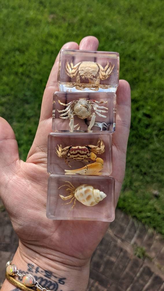 Crab Curiosity - Crabs Preserved in Resin