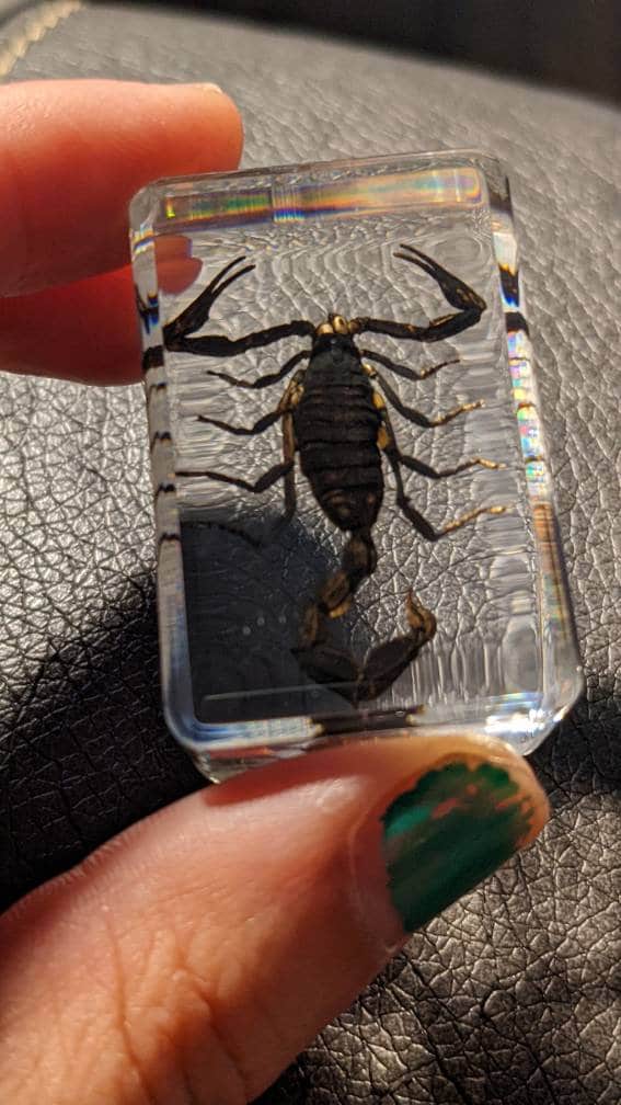 Real Scorpion, Preserved in Resin, Collectible Modern Fossil