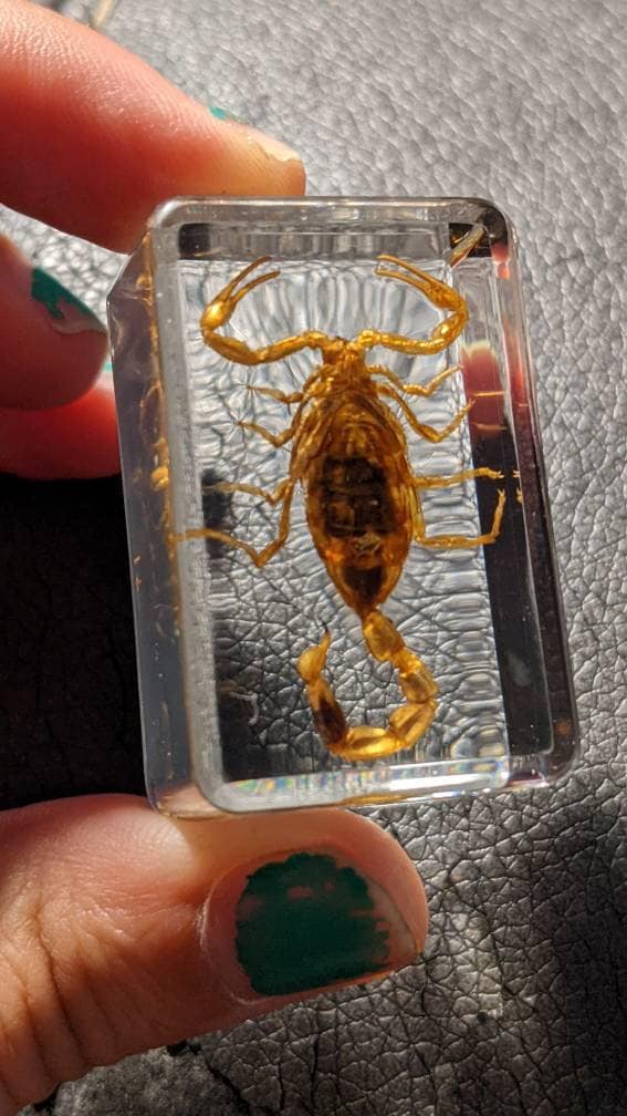 Real Scorpion, Preserved in Resin, Collectible Modern Fossil