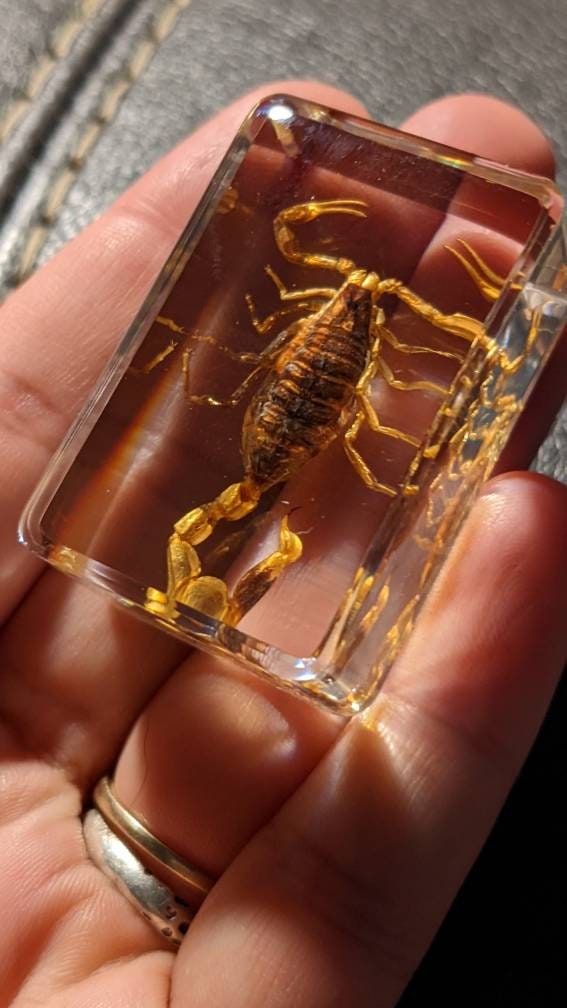 Real Scorpion, Preserved in Resin, Collectible Modern Fossil