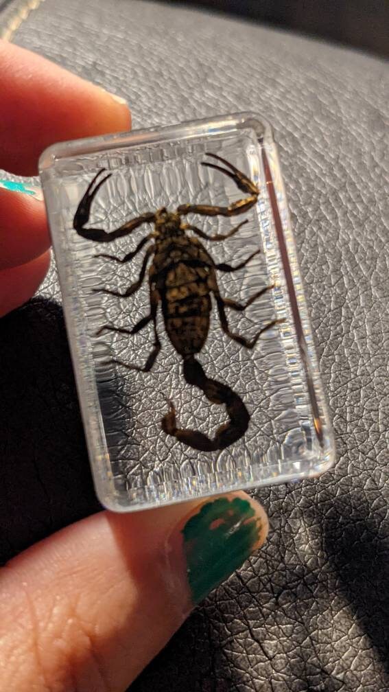 Real Scorpion, Preserved in Resin, Collectible Modern Fossil