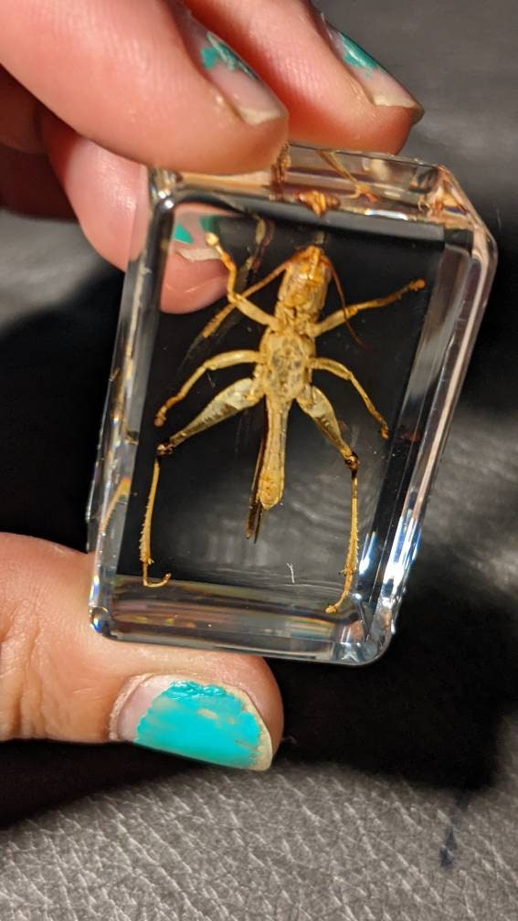 Real Grasshopper, Preserved in Resin, Collectible Modern Fossil