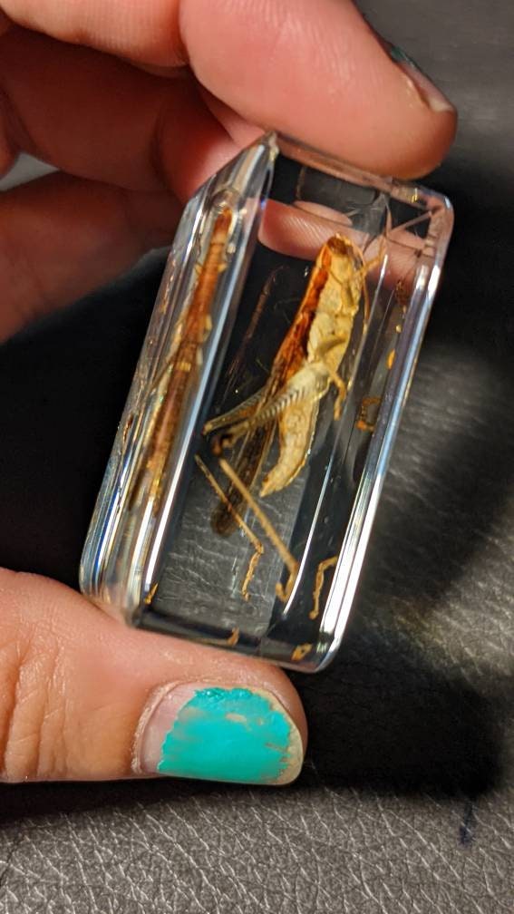 Real Grasshopper, Preserved in Resin, Collectible Modern Fossil
