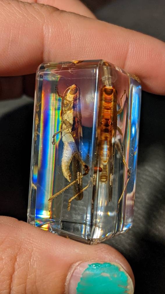 Real Grasshopper, Preserved in Resin, Collectible Modern Fossil