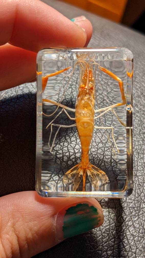 Real Shrimp, Preserved in Resin, Collectible Modern Fossil