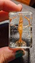 Real Shrimp, Preserved in Resin, Collectible Modern Fossil