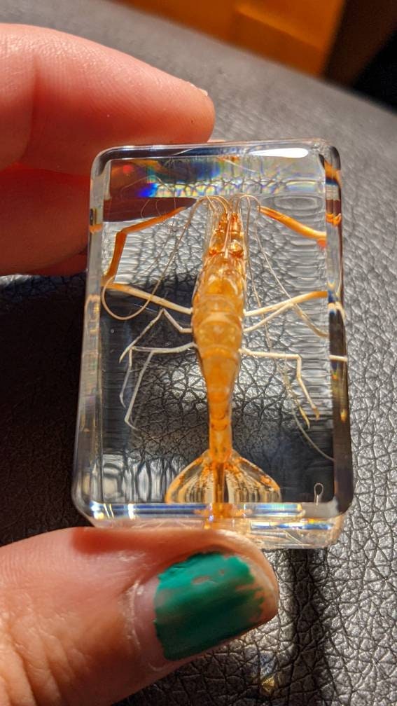 Real Shrimp, Preserved in Resin, Collectible Modern Fossil