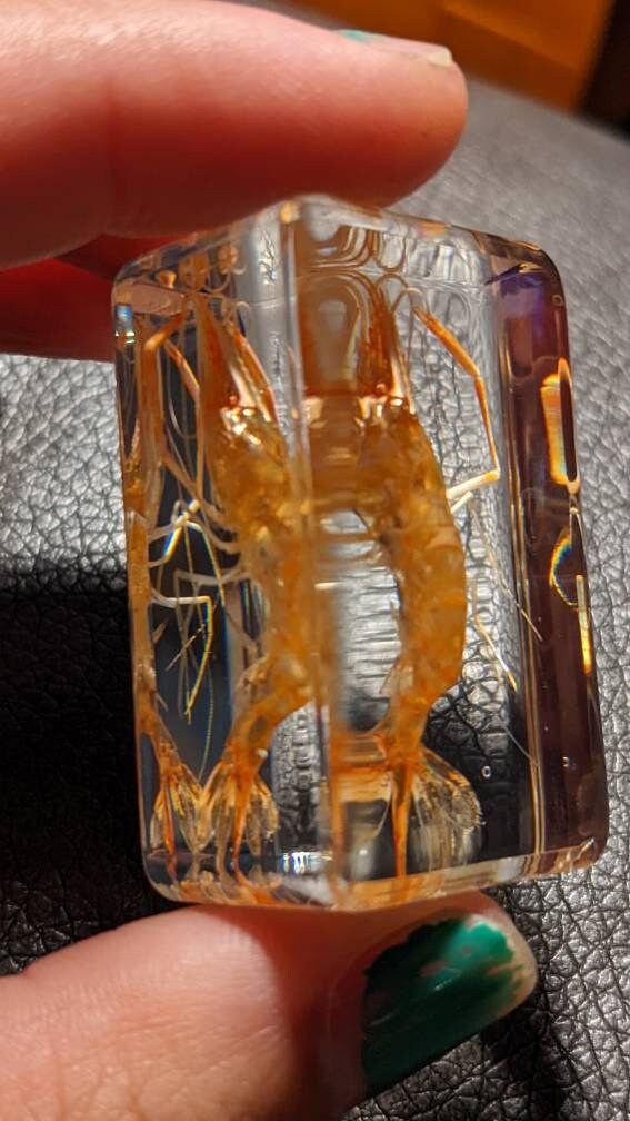 Real Shrimp, Preserved in Resin, Collectible Modern Fossil