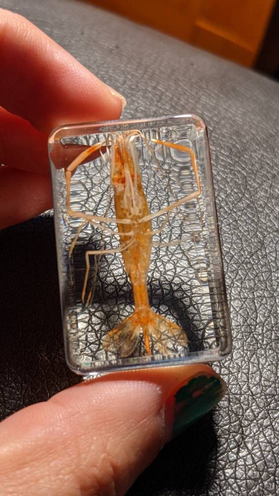 Real Shrimp, Preserved in Resin, Collectible Modern Fossil