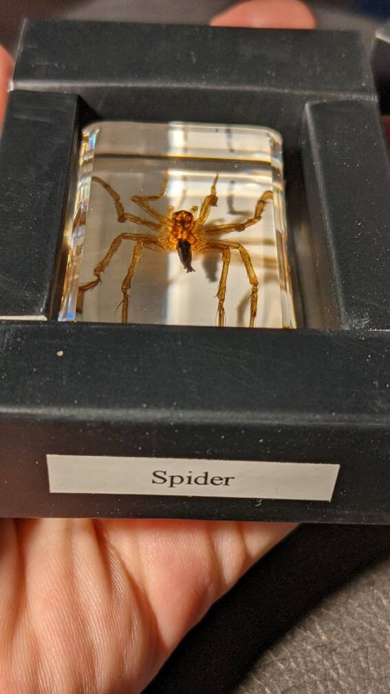 Water Spider, Preserved in Resin, Collectible Modern Fossil