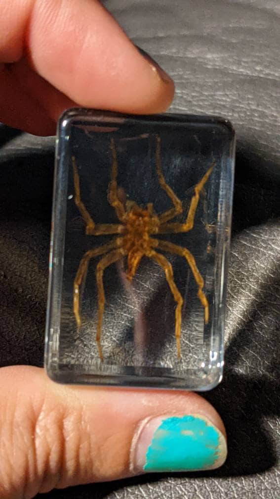 Water Spider, Preserved in Resin, Collectible Modern Fossil
