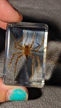 Water Spider, Preserved in Resin, Collectible Modern Fossil