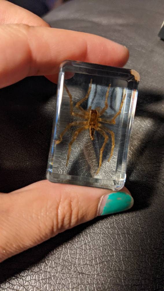 Water Spider, Preserved in Resin, Collectible Modern Fossil