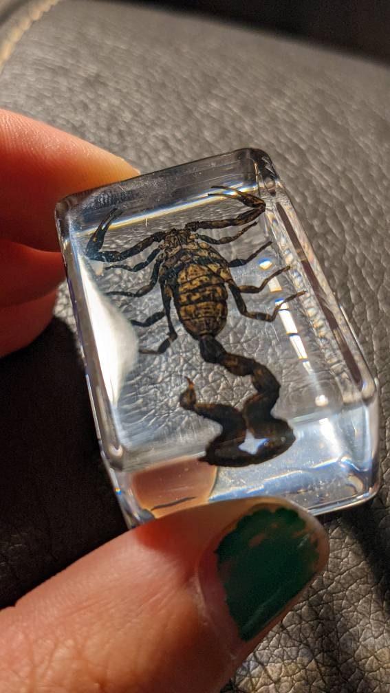 Real Scorpion, Preserved in Resin, Collectible Modern Fossil