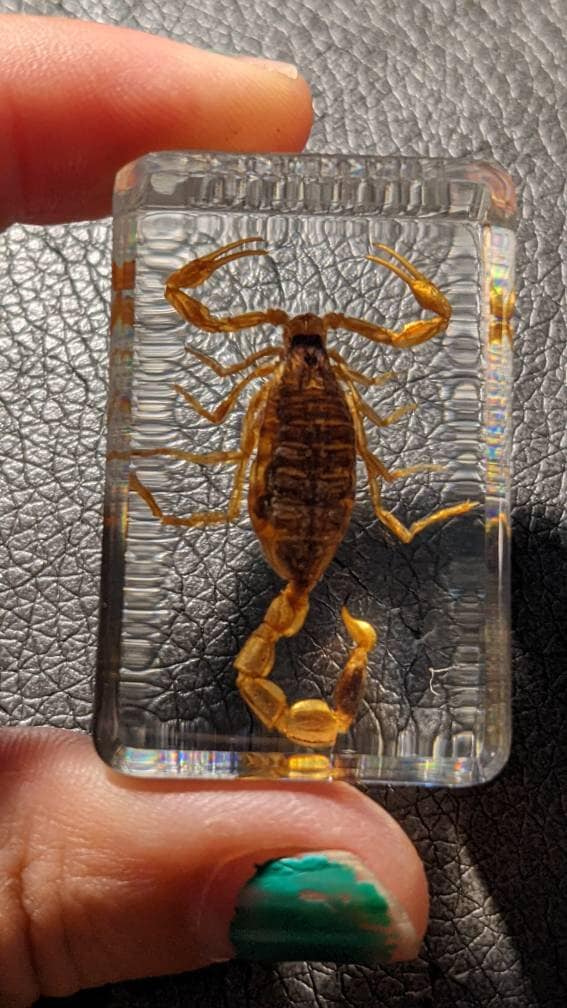 Real Scorpion, Preserved in Resin, Collectible Modern Fossil