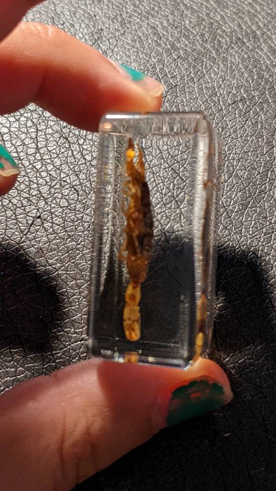 Real Scorpion, Preserved in Resin, Collectible Modern Fossil
