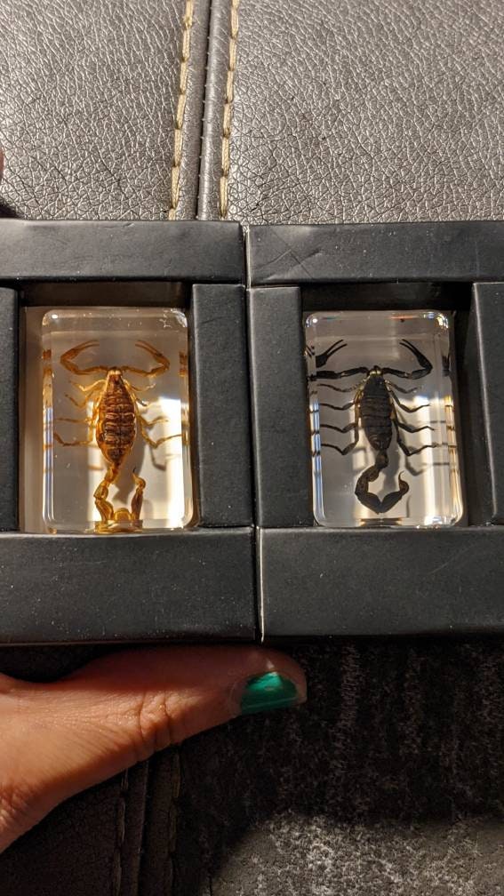 Real Scorpion, Preserved in Resin, Collectible Modern Fossil