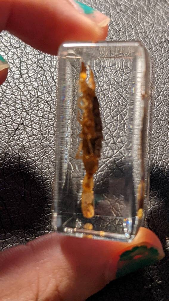 Real Scorpion, Preserved in Resin, Collectible Modern Fossil